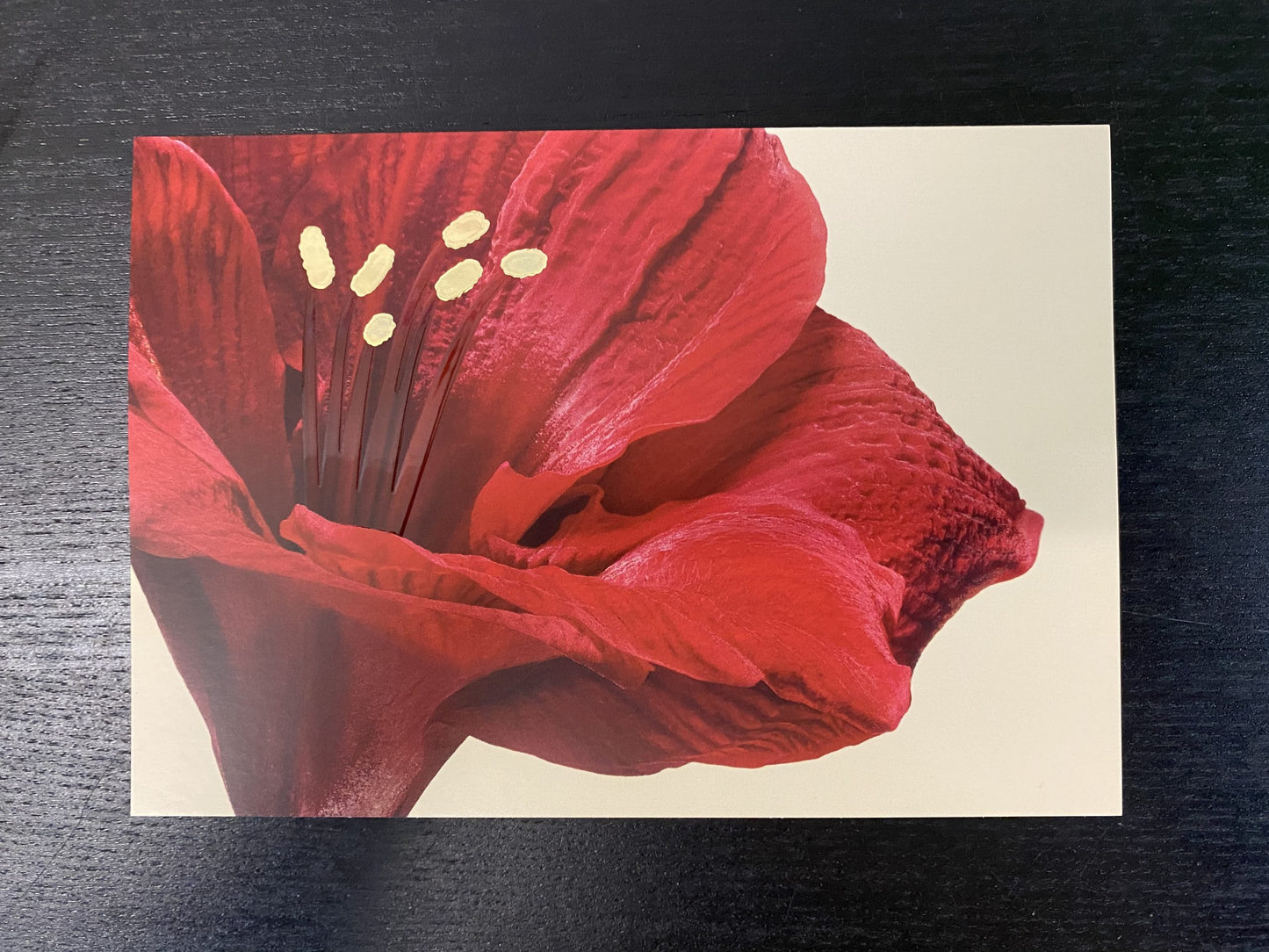 Grußkarte "rote Amaryllis"