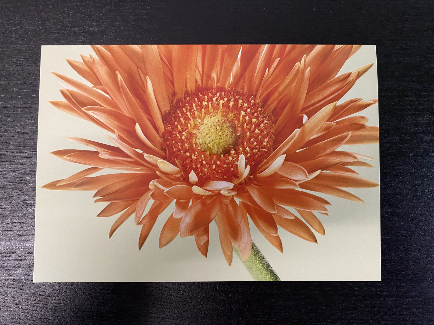 Grußkarte "orange Gerbera"